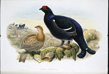 ブラックコック（Tetrao Tetrix）（手彩色のリトグラフ
