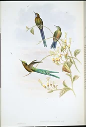 ボリビアのシルフ（Cynanthus Bolivianus）（手彩色リトグラフ版