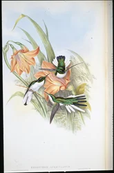 ブラジルの妖精（Heliothrix Auriculatus）（手彩色リトグラフ