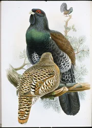 カパーセルジー（Tetrao Urogallus）（手彩色リトグラフ