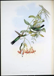 カイエンの妖精（Heliothryx Auritus）（手彩色リトグラフ