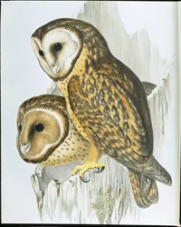 栗色の顔をしたフクロウ（Strix Castanops）（手彩色のリトグラフ
