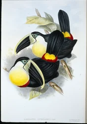 シトロン・ブレスト・トゥーカン（Ramphastos Citreolaemus）（手彩色リトグラフ版