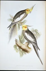 コカトゥー・インコ（Nymphicus Novae-Hollandiae）（手彩色リトグラフ