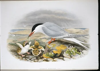 コモンアジサシ（Stera Hirundo）（手彩色リトグラフ