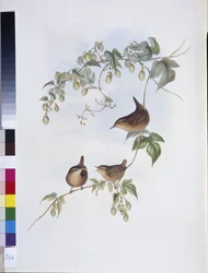 ミソサザイ（Trogloodytes Europeus）（手彩色リトグラフ