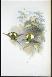 コンラッドのインカ（Bourcieria Conradi）（手彩色のリトグラフ版