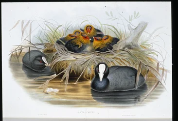 Coot（Fulica Atra）（手彩色リトグラフ