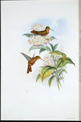 コーラルビルド・アマジリ（Amazilia Corallirostris）（手彩色のリトグラフ
