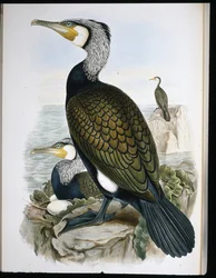 鵜（Phalacrocorax Carbo）（手彩色のリトグラフ