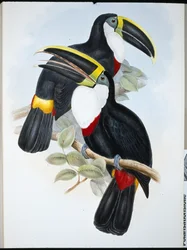 Culminated Toucan (Ramphastos Culminatus) (手彩色リトグラフ)