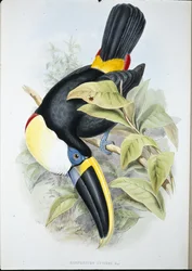 キュビエのオオハシ（Ramphastos Cuvieri）（手彩色リトグラフ版