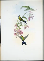 ドオルディニーのパフレッグ（Eriocnemis D
