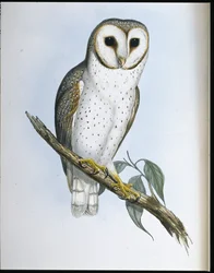 Delicate Owl (Strix Delicatulis) (手彩色リトグラフ)