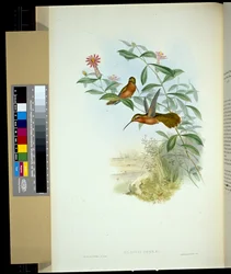 ドーランズ・ハーミット（glaucus dohrni）（手彩色リトグラフ