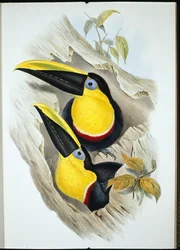 ハシビロコウ（Ramphastos Ambiguus）（手彩色リトグラフ版