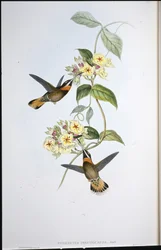 シカイロオヒゲハチドリ（Threnetes cervinicauda）