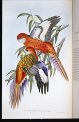 火焔型インコ（プラティセルクス・イグニタス）（手彩色のリトグラフ