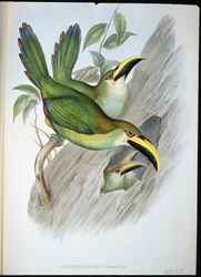 金緑色のハシビロコウ（Aulacoramphus Prasinus）（手彩色のリトグラフ