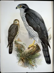 オオタカ（Astur Palumbarius）（手彩色リトグラフ