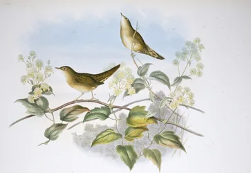 グラスホッパーワーブラー（Locustella Auicula）（手彩色リトグラフ