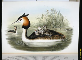カンムリカイツブリ（Podiceps Cristatus）（手彩色リトグラフ