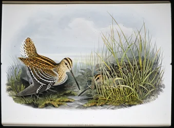 オオジシギ（Gallinaco Major）（手彩色リトグラフ