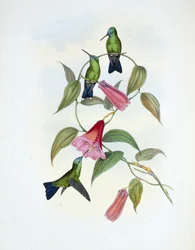 グリーン＆ブルーサファイア（eucephala smaragdocaerulea）（手彩色のリトグラフ版