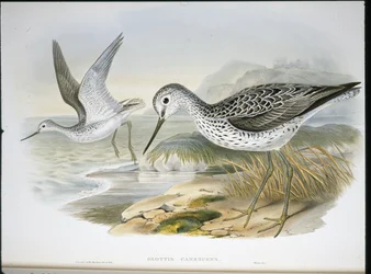 アオアシラ（Gottis Canescens）（手彩色リトグラフ