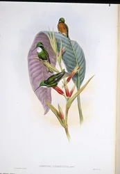 ハイイロオハチドリ（Oreopyra cinereicauda）