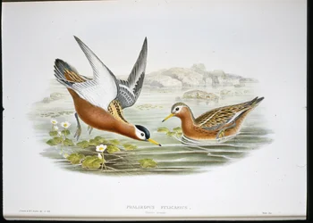 灰色のファラロペ（Phalaropus Fulicarius）（手彩色のリトグラフ版
