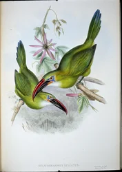 グルーヴ・ビル・トゥーカン（Aulacorhamphus Sulcatus）（手彩色リトグラフ版