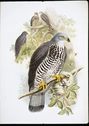ハニーバザード（Pernis Apiuorus）（手彩色のリトグラフ版