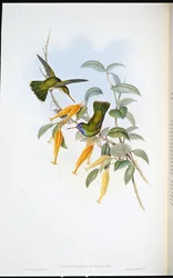 フンボルトのハミングバード（Chrysuronia Humboldti）（手彩色リトグラフ