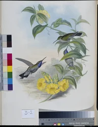 ハチドリ（Delattria Clemenciae）（手彩色のリトグラフ版