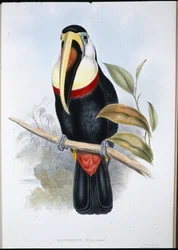 インカのオオハシ（Ramphastos inica）（手彩色リトグラフ