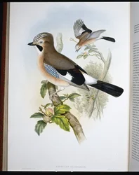 カケス（Garrulus Glandarius）（手彩色のリトグラフ