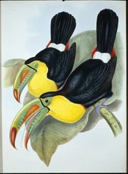 キールバード・トゥーカン（Ramphastos Carinatus）（手彩色のリトグラフ版