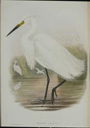 コサギ（Egretta Garzetta）（手彩色リトグラフ