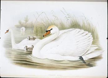 コブハクチョウ（Cygnus Olor）（手彩色リトグラフ