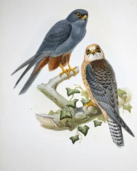 オレンジレッグ・ホビー（Erythropus Vespertinus）（手彩色のリトグラフ版