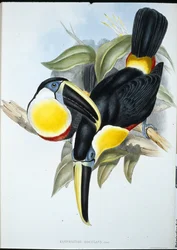 オスクラント・トゥーカン（Ramphastos Osculans）（手彩色リトグラフ