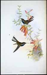 マダラオハチドリ (Urochroa Bougieri)