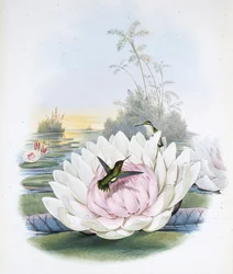 プアマンズエメラルド(chlorostilbon Portmanni)は(chlorostilbon Poortmanni)であるべき(手彩色リトグラフ)