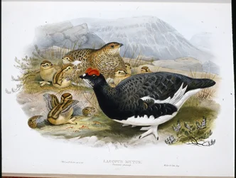 白鳥（夏季限定）（Lagopus Mutus）（手彩色リトグラフ版