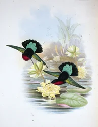 パープルブレストカリブ（Eulampis Jugularis）（手彩色リトグラフ版