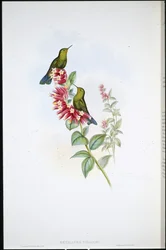 パープルテール (Metallura Williami)