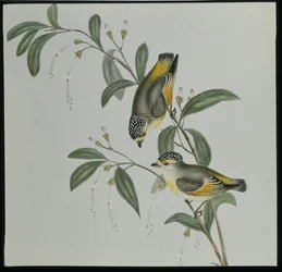 レッドロード・パルダローテ（pardalotus rubricatus）（手彩色リトグラフ