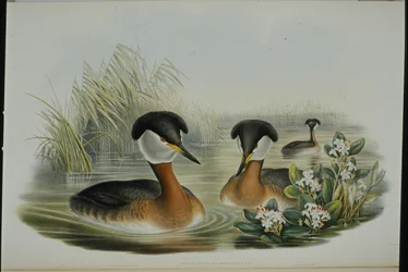 アカククリ（Podiceps Rubricollis）（手彩色リトグラフ