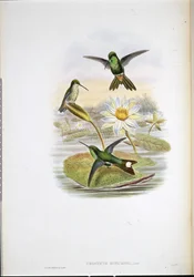 アカハラハミングバード（Urosticte Ruficrissa）（手彩色リトグラフ